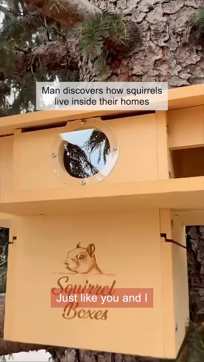 Squirrel Boxes Just like you and I
