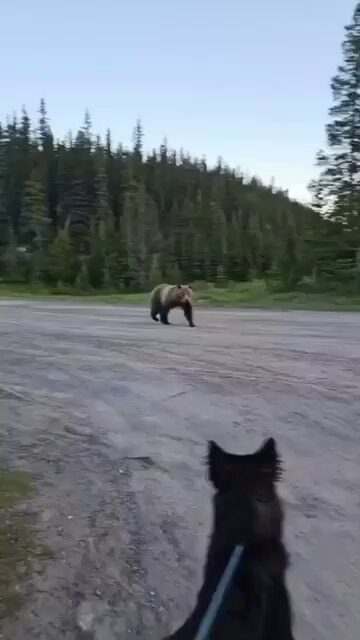 Grizzly bear encounters