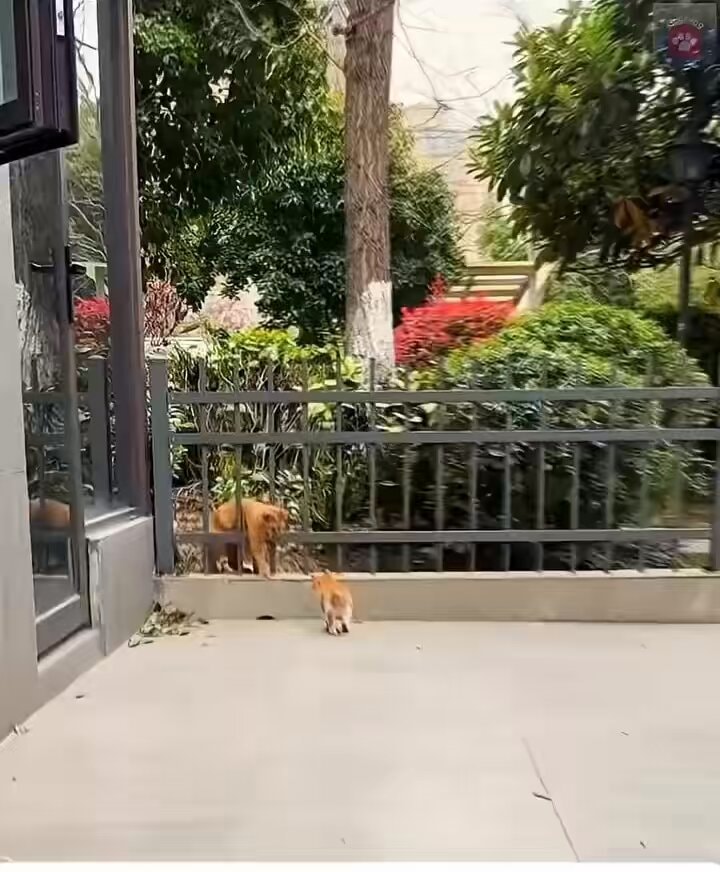 mother cat visits adopted kitten