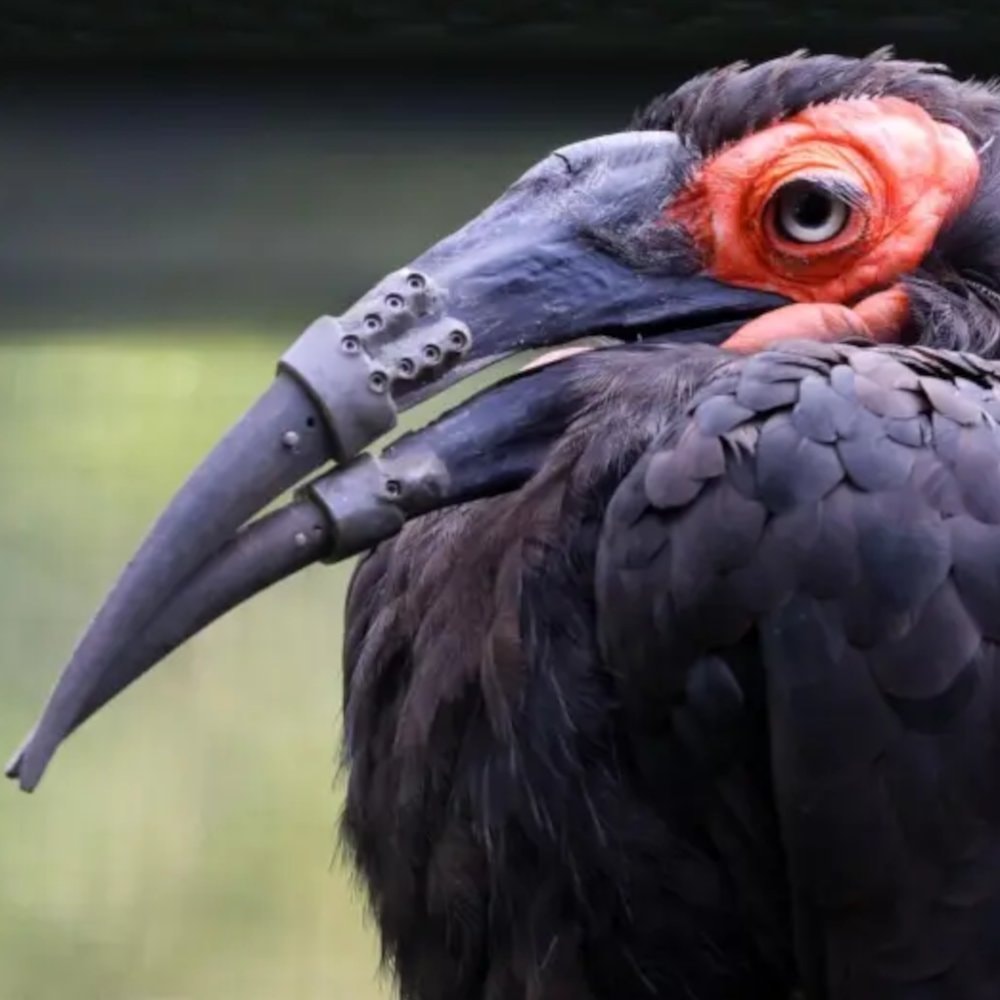 Hornbill beak prosthetic at ARTIS Amsterdam (photo 2 of 3)