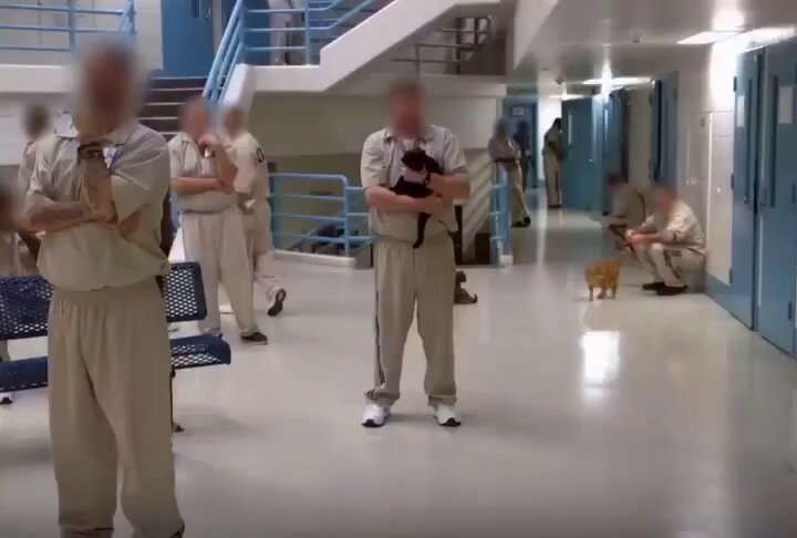 prison program rescued animals