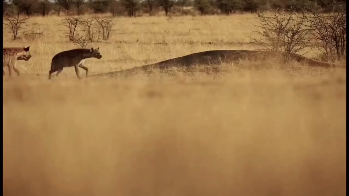 Fearless animal mom