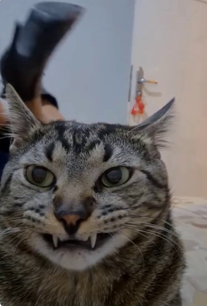 #Afazenda cat