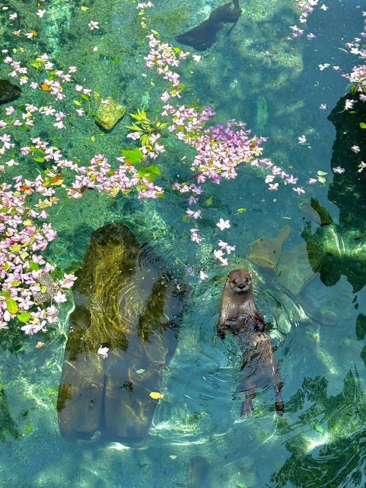 otter swimming with pink petals