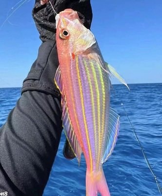 Zara Larsson fish tropical waters (photo 2 of 2)