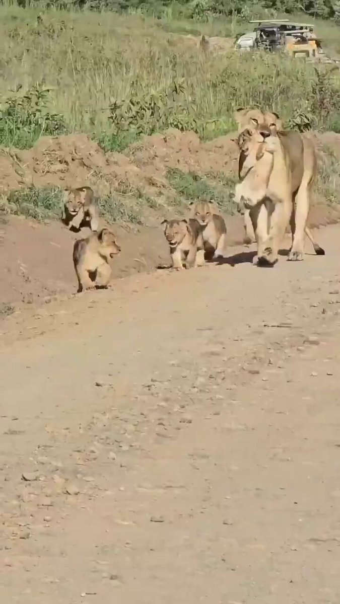 lioness moving cubs for safety