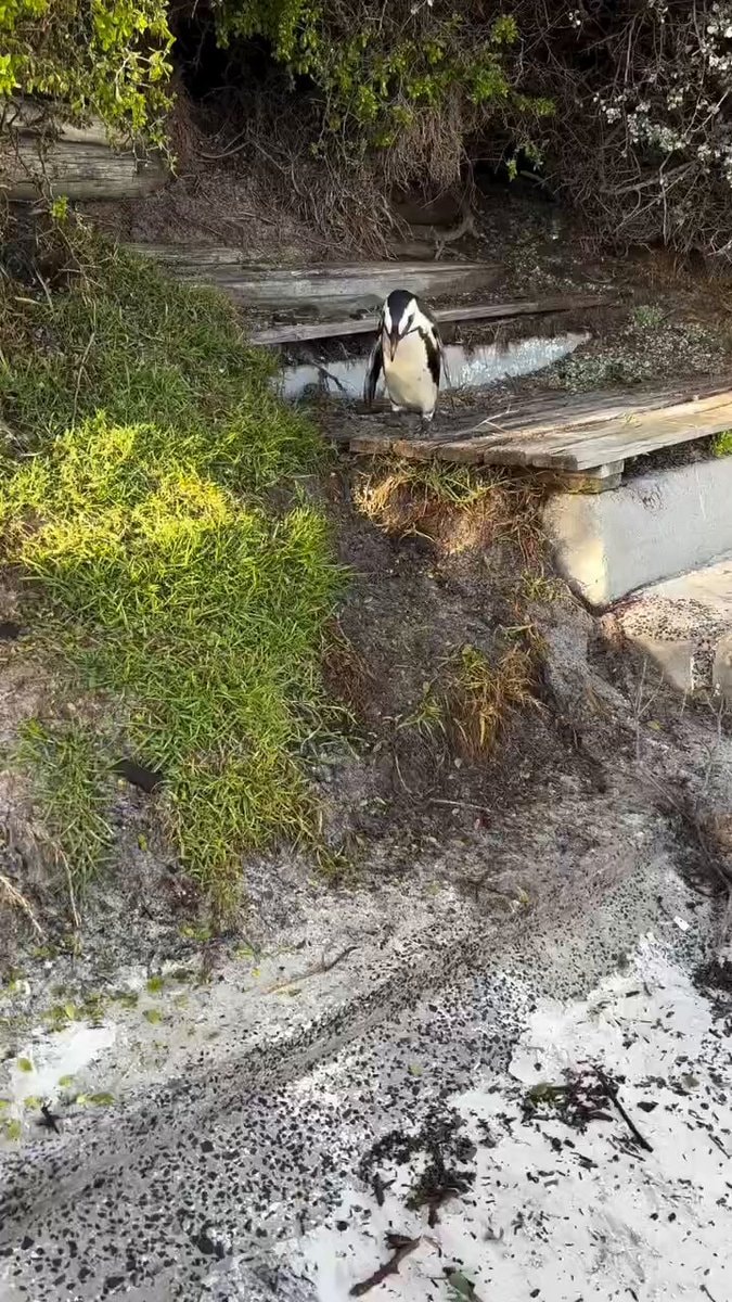 Penguin on wooden platform