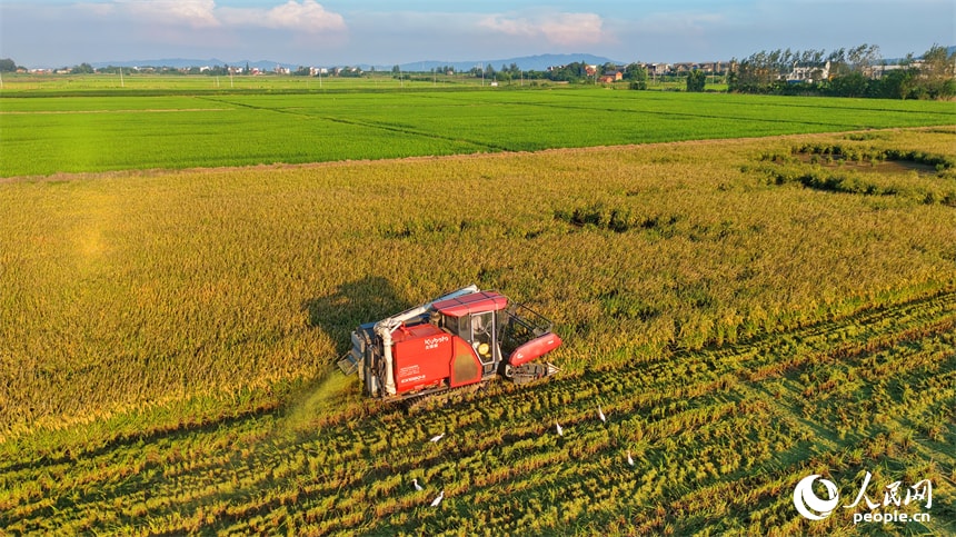Jiangxi Chaisang harvest season (photo 3 of 4) Jiangxi Chaisang harvest season (photo 3 of 4)