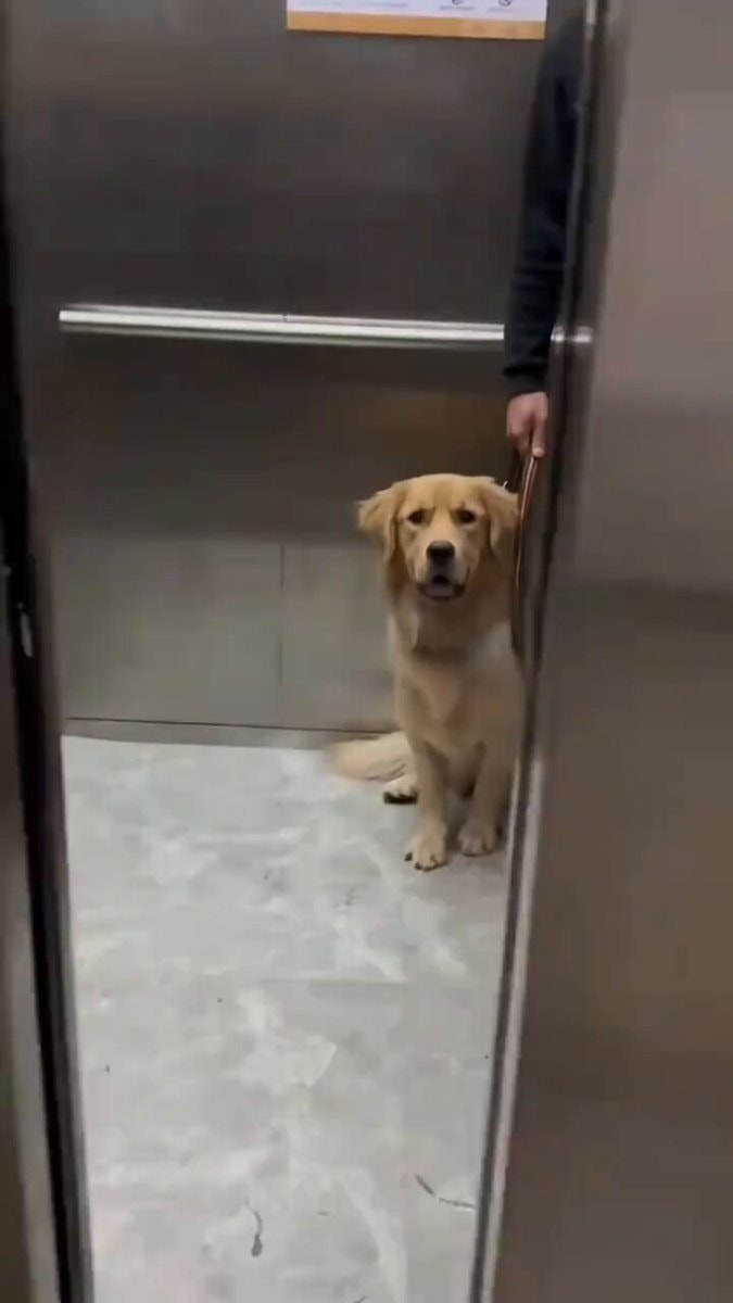 Golden retriever elevator patience