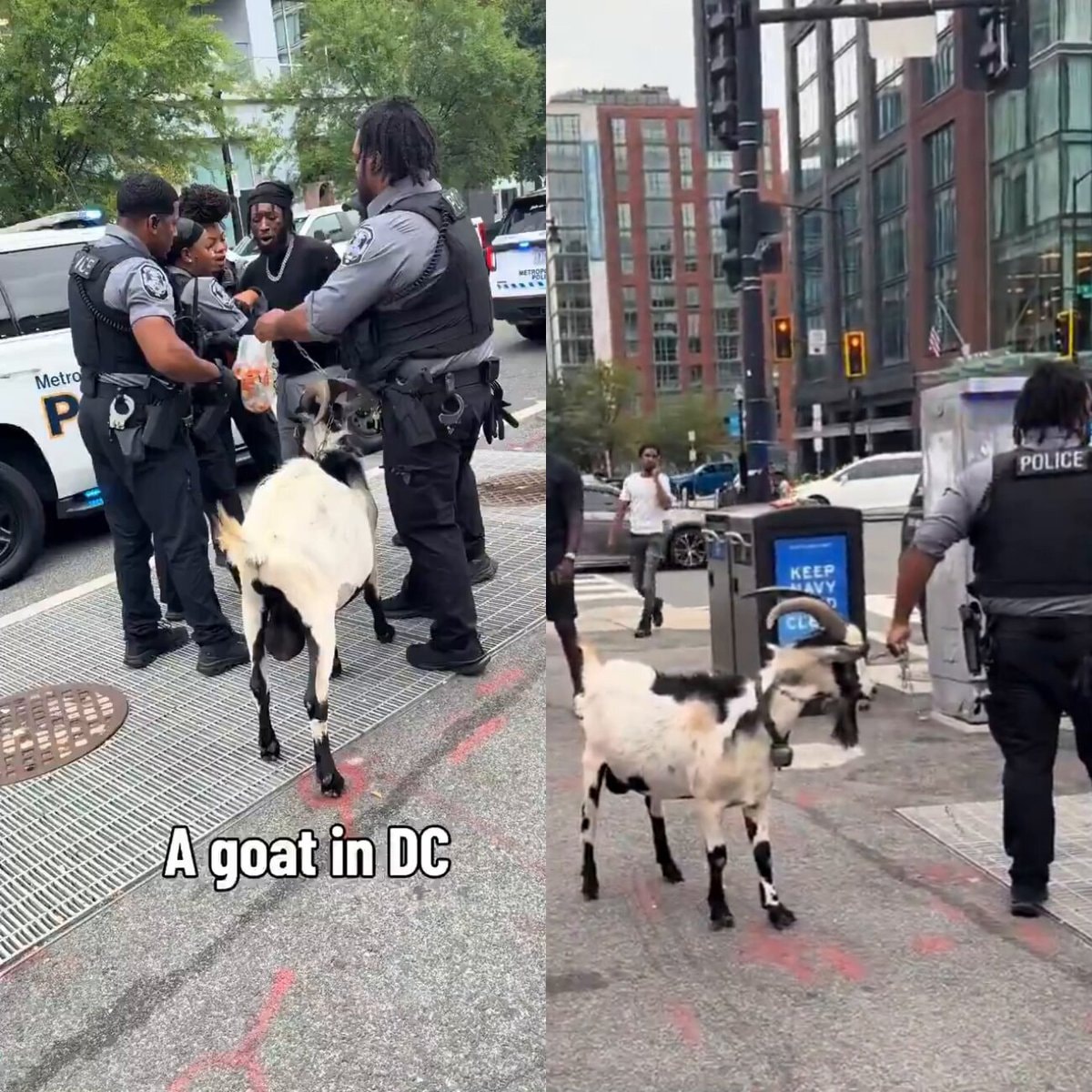 Goat walk arrest in DC Goat walk arrest in DC