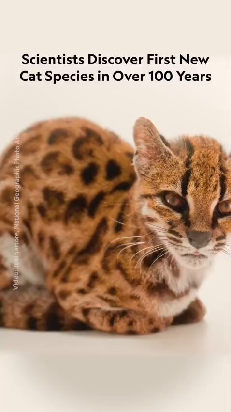 Joel Sartore National Geographic cat controversy