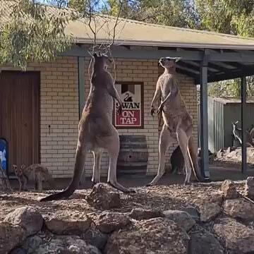 kangaroos sparring in Australia