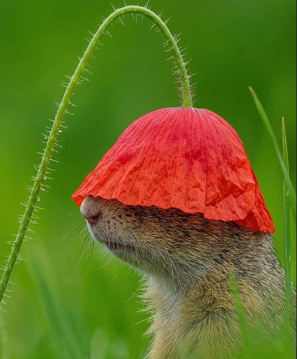 Ground squirrel poppy hat Paris Fashion Week