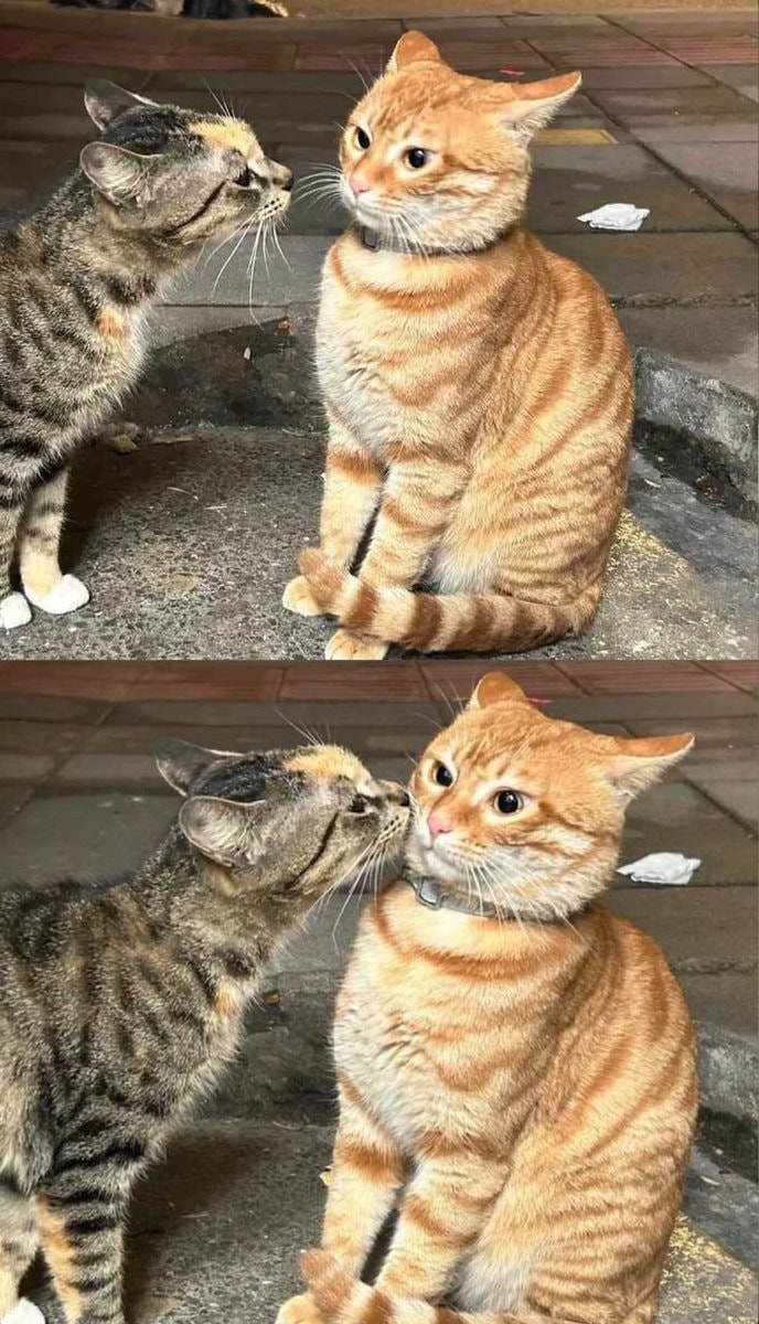 tabby and orange cats nuzzling tabby and orange cats nuzzling