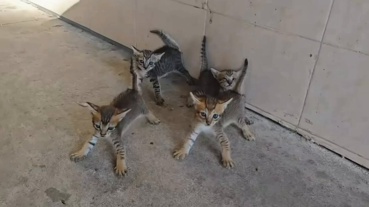 four kittens hissing