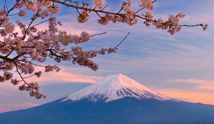 Mount Fuji Japan cherry blossoms (photo 2 of 4)