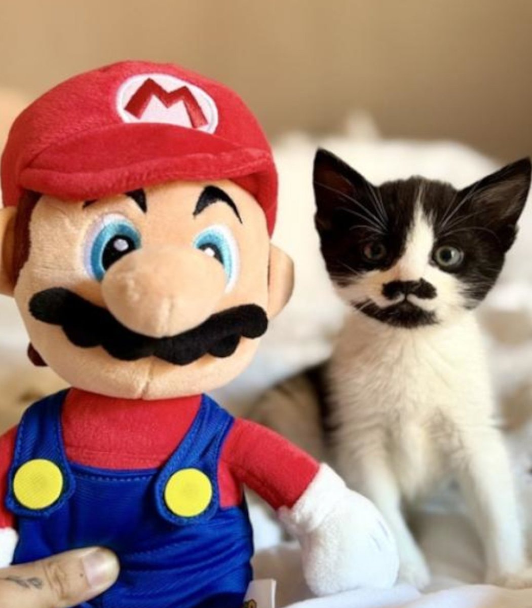 UK kitten named Mario