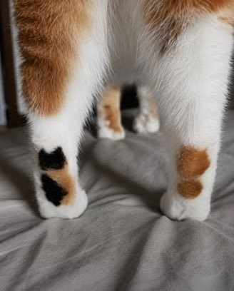 new calico cat paw (photo 2 of 2)