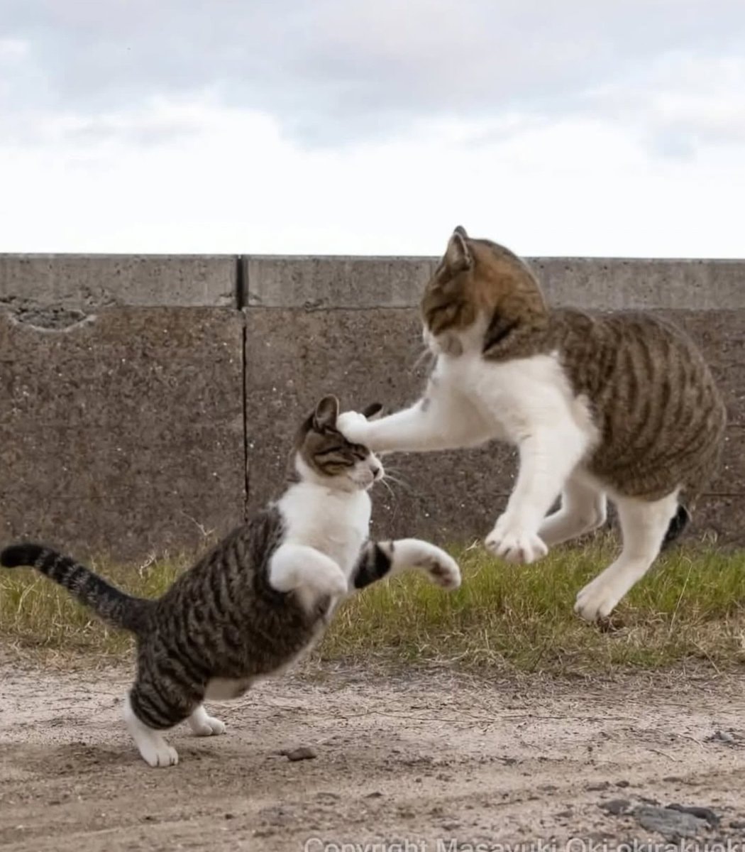 Masayuki Oki street cats Japan (photo 3 of 4)