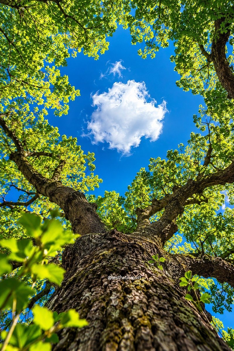 old tree against blue sky