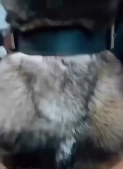 Proud dog Brazil cocaine haul