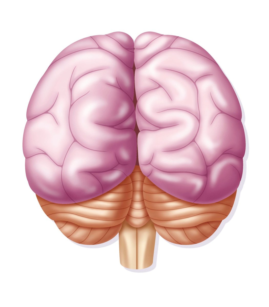 Human brain anatomy illustration