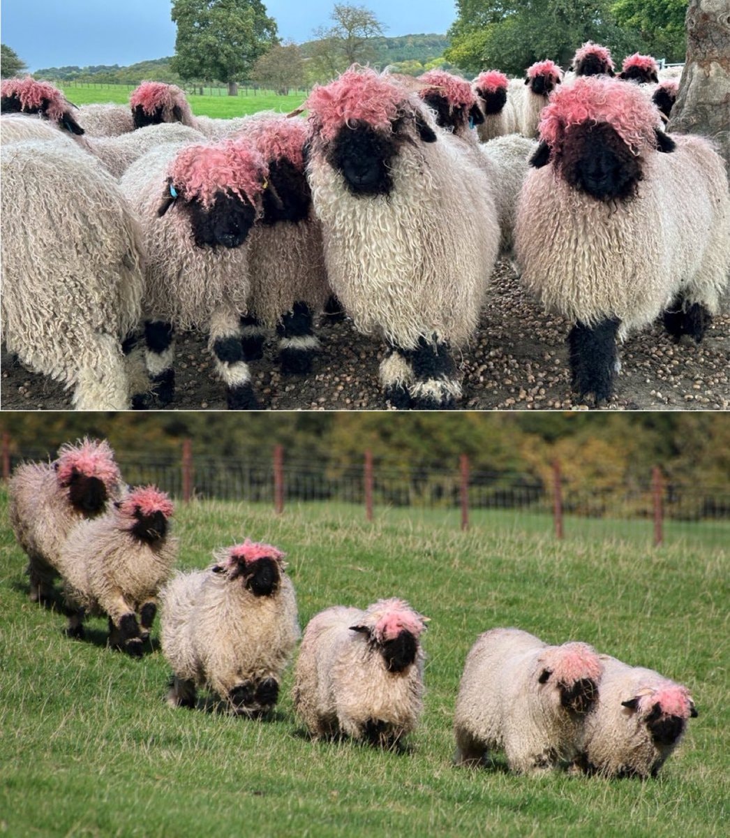 Swiss Valais Blacknose sheep pink wool