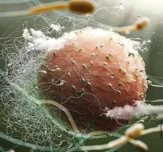 egg selection over sperm race
