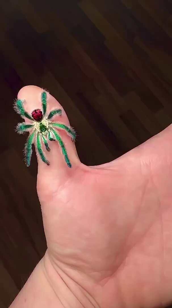 Brazilian Jewel Tarantula