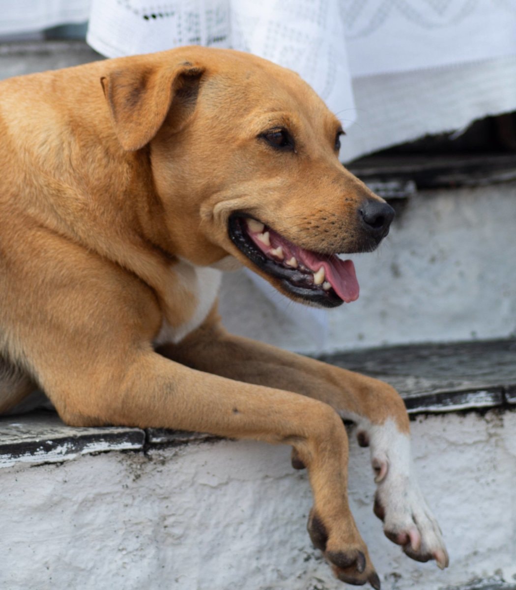 poland bans chaining pets (photo 2 of 2)