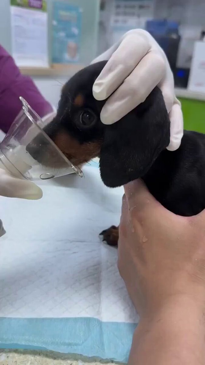 Puppy nebulization treatment ❤️😂