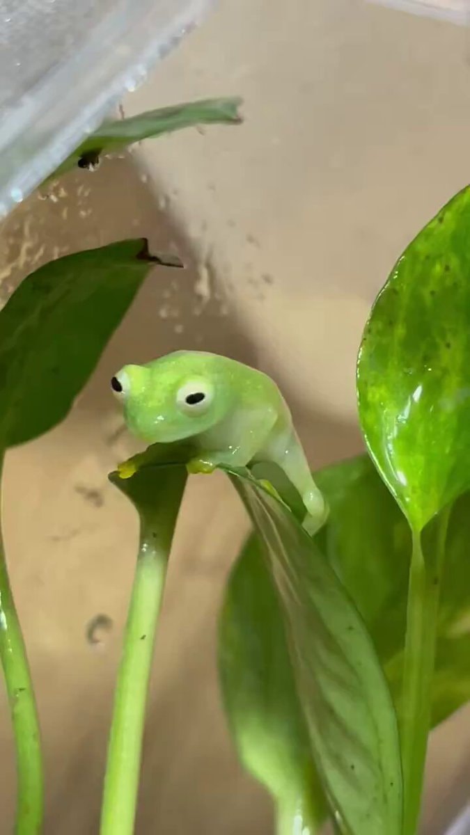 Hyalinobatrachium dianae Kermit frog