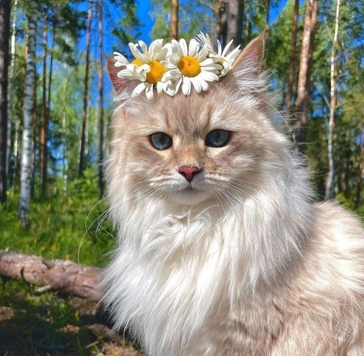cat in daisies (photo 3 of 4)