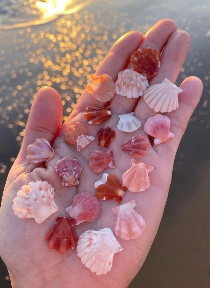 seashells on the beach (photo 2 of 2)