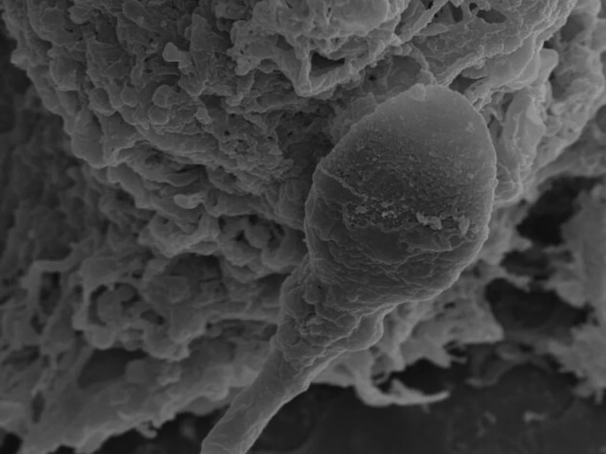 sperm behavior in microgravity