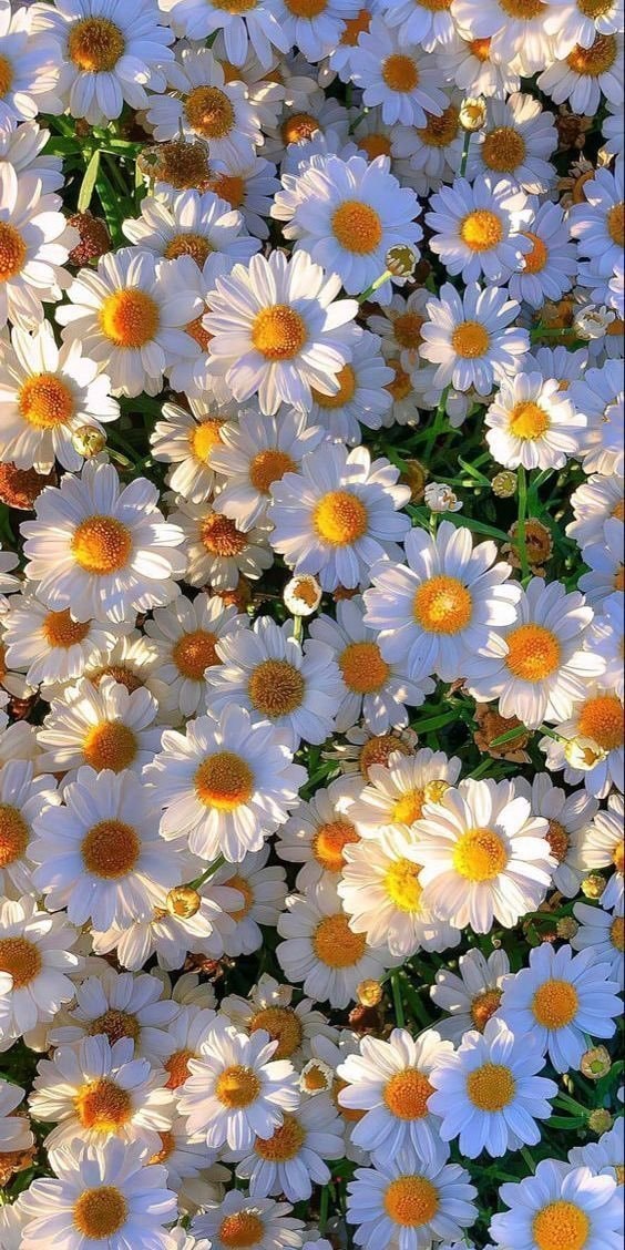 white daisies yellow centers