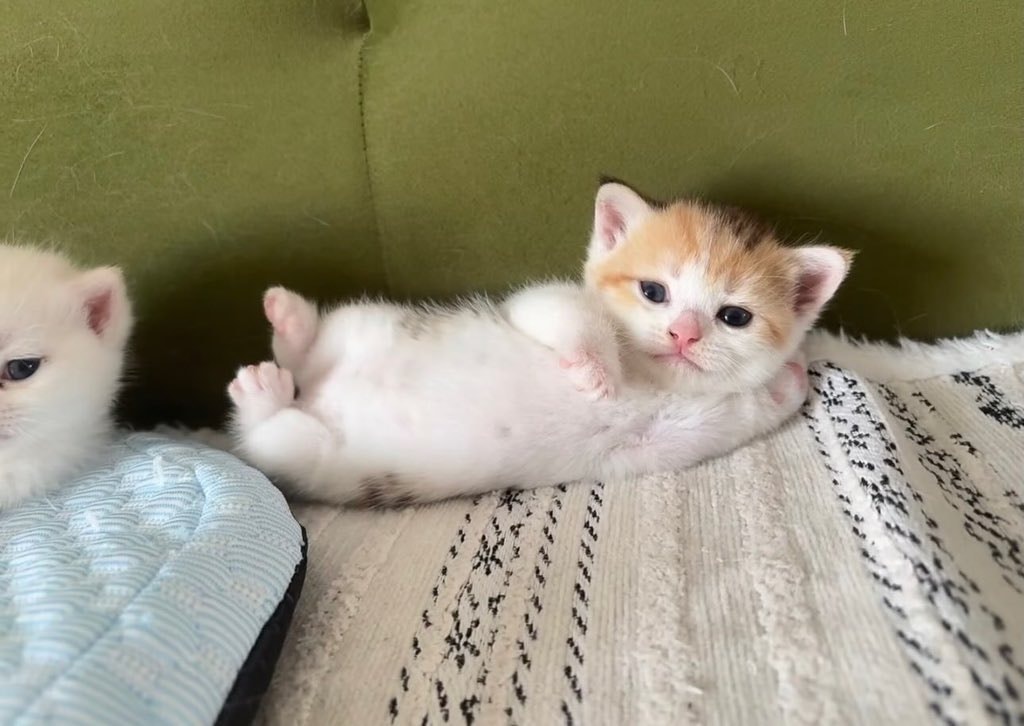 Sleepy calico kitten lounging