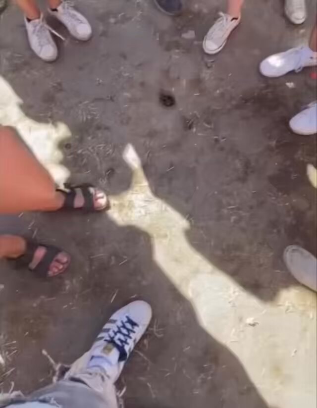 Noisy neighbours Adidas sneakers