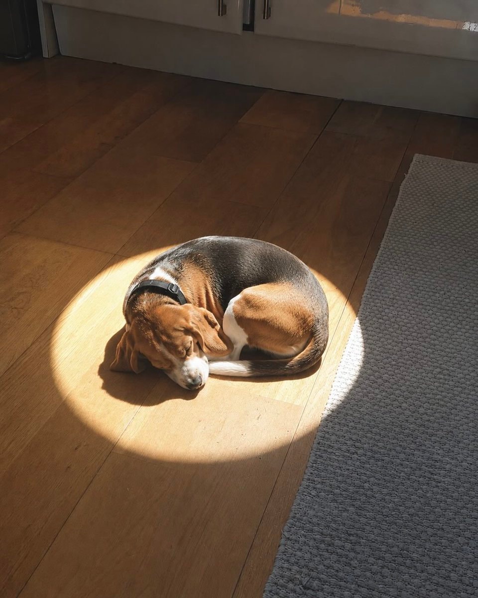Artist's beagle sleeping in sun