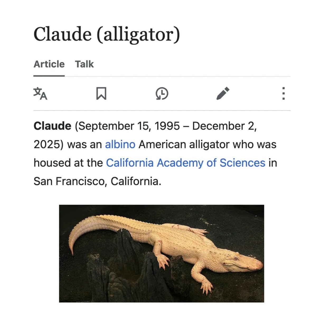 Claude the albino alligator