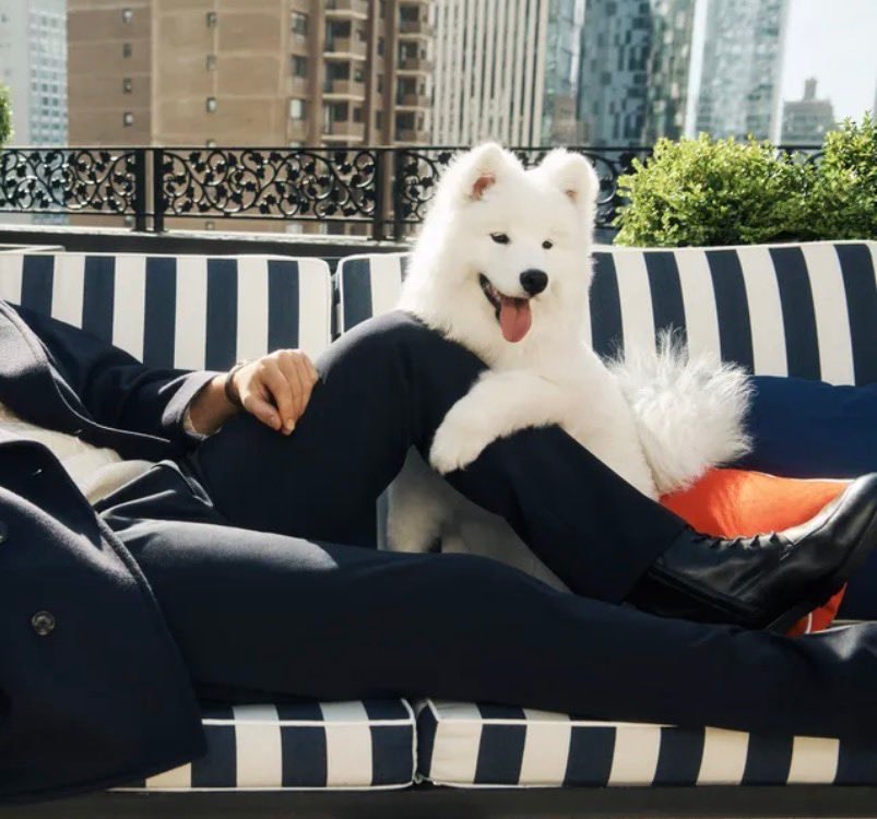 Travis Kelce Taylor Swift female dog (photo 2 of 2)