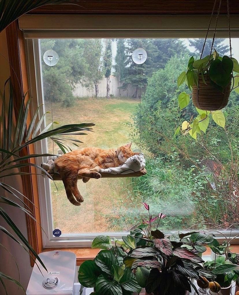 Orange tabby cat on windowsill (photo 2 of 2)