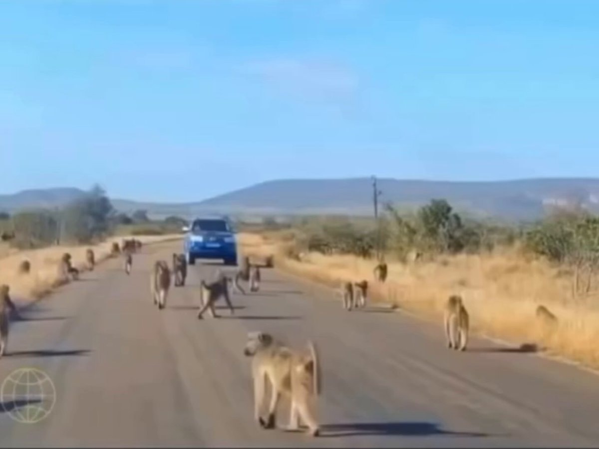 Baboon leader crossing road