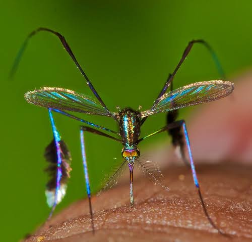 Google 32 million mosquitoes California Florida