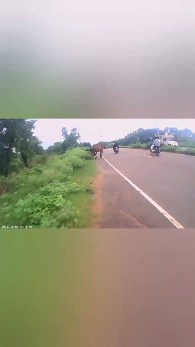 cow on the side of the road