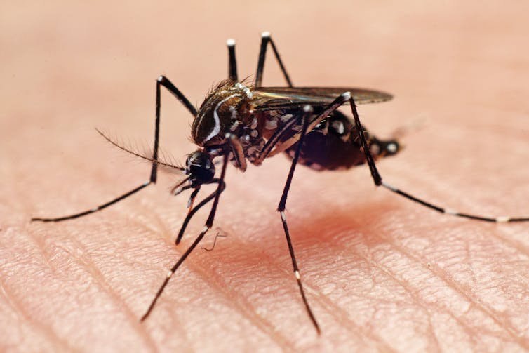 Mosquito feeding close-up