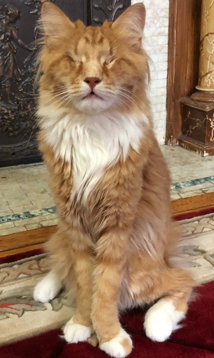 Gary and Shaggy Marfan syndrome cats (photo 3 of 3) Gary and Shaggy Marfan syndrome cats (photo 3 of 3)
