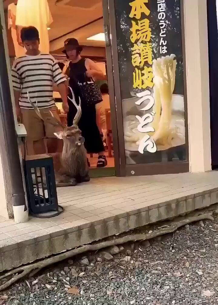 Nara Japan deer outside restaurant