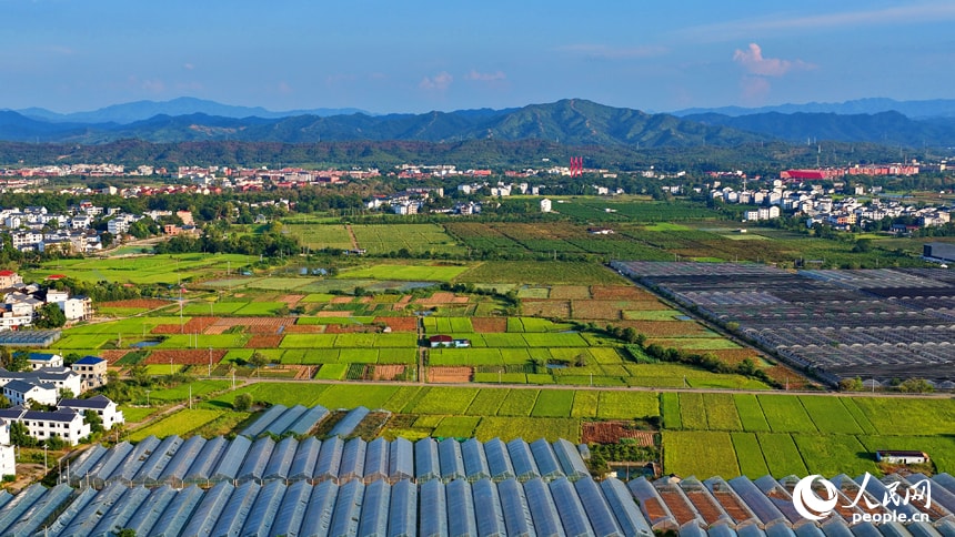 Ruijin late rice harvest views (photo 3 of 4)