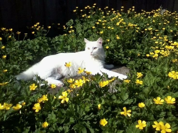 Cat in purple flowers (photo 3 of 3)